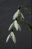 Galanthus 'By Gate'
